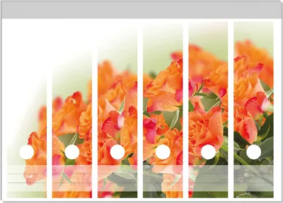 Produktbild von Wallario Ordnerrücken Sticker, selbstklebend für breite Ordner, 6 Stück, Motiv Orangene Rosenblüten im Strauß
