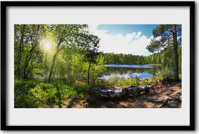 Produktbild von Bild 60x40 MDF-Rahmen Wandkunst Lake Forest Bäume Natur