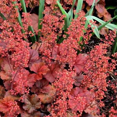 Produktbild von 6 x Purperklokje - Heuchera hybrida 'Cherry Cola'®  | Topf 9cm x 9cm