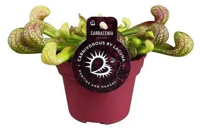 Produktbild von Sarracenia Psittacina: Exotische, fleischfressende Pflanze für den Innenbereich