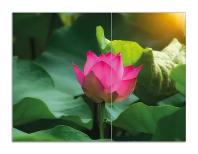 Produktbild von Wallario Herdabdeckplatte aus Glas, Größe 70 x 52 cm 2-teilig, Motiv Pinke Lotosblüte im Sonnenschein