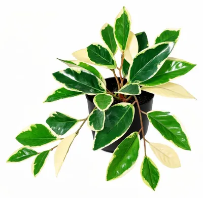 Zdjęcie produktu dla Sztuczna roslina Hoya Variegata, 25cm, o pstrokatej lisciach, dekoracyjna do