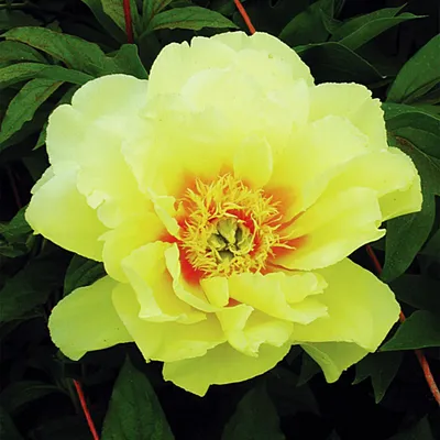 Immagine prodotto di Paeonia Peonia piantina Itoh Bartzella 1 pz Peonie piantine Profumate