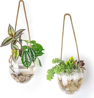 Productafbeelding van Wandhangende Glazen Terrarium voor Hydrocultuurplanten - Set van 2