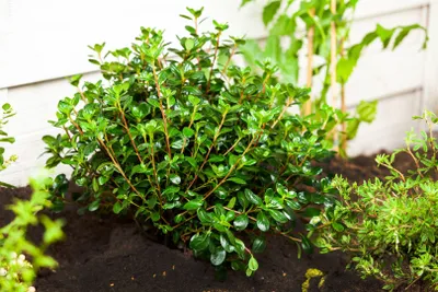 Produktbild von Rhododendron obtusum 'Gislinde', Azalee, rosa Blüten, 25–30 cm