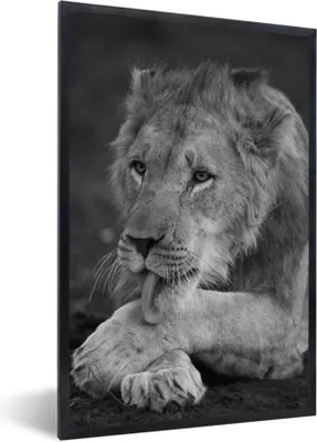 Produktbild von MuchoWow® Gerahmtes Poster Löwe - Wild - Schwarz 60x90 cm - Poster mit Schwarzem Bilderrahmen Wandposter Rahmen Foto Bilder - Kunst