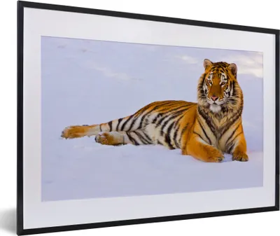 Produktbild von MuchoWow® Gerahmtes Poster Tiger - Schnee - Winter - Tiere 60x40 cm - Poster mit Schwarzem Bilderrahmen Wandposter Rahmen Foto Bilder - Schlafzimmer - Plakat in Rahmen - Drucken