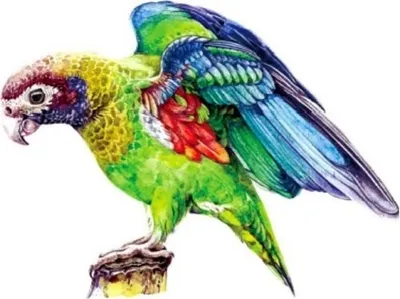 Obrázok produktu pre Drevené puzzle - Macaw/S pre kreatívne duše KP22009