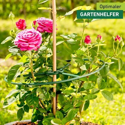 Produktbild von Stützring für Pflanzen grün, 3 Stück