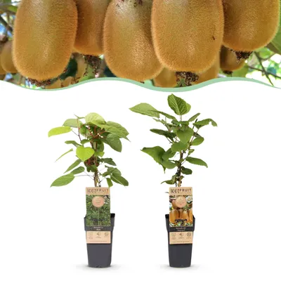 Zdjęcie produktu dla Actinidia Weiki & Hayward - Roślina Kiwi - 1 Samiec - 1 Samica - Rośliny - Zielony - 40-50cm - Ø15cm - Roślina ogrodowa