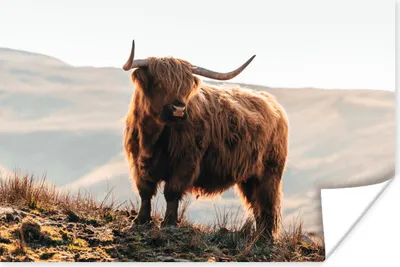 Produktbild von MuchoWow® Poster Schottische Highlander - Tiere - Ländlich - Landschaft - Kuh - Natur 180x120 cm - Fotoplakat