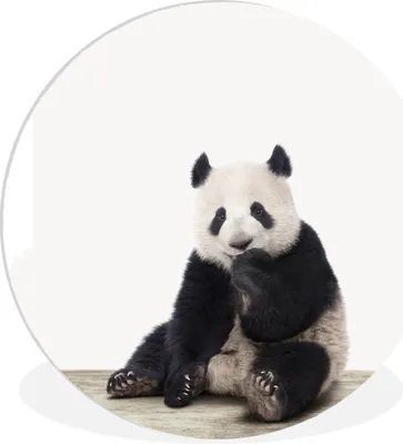 Produktbild von MuchoWow® Rundes Wandbild - Runde Bilder Tiere - Panda - Schwarz - Weiß Ø 30 cm Kreis Wanddekoration Kunststoff - Wandkreis - Wandschmuck - Schlafzimmer - Bilder - Der Kreis - Kunst für die Wohnung - Plastik - Kunstdruck - Wandbild