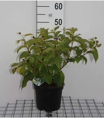 Obrázok produktu pre Cephalanthus occidentalis - Knopfbusch 30- 40 cm Kontajner