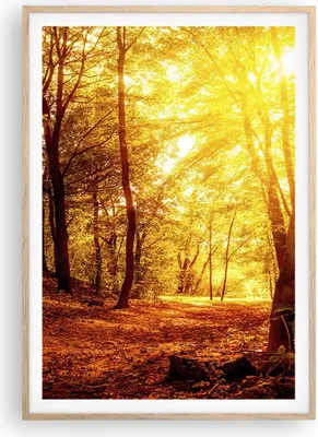 Produktbild von Gerahmtes Poster - Rahmen in heller Eiche - Wald Baum Natur - 70x100 cm - Wand Bild - Wanddeko - Wandbilder - Wandposter - Bilderrahmen - Bilder - Kunstdruck - Wandbild - P2NPA70x100-3722