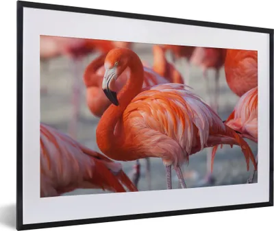 Produktbild von MuchoWow® Gerahmtes Poster Flamingo - Vogel - Tiere - Rosa 60x40 cm - Poster mit Schwarzem Bilderrahmen Wandposter Rahmen Foto Bilder - Schlafzimmer - Plakat in Rahmen - Drucken