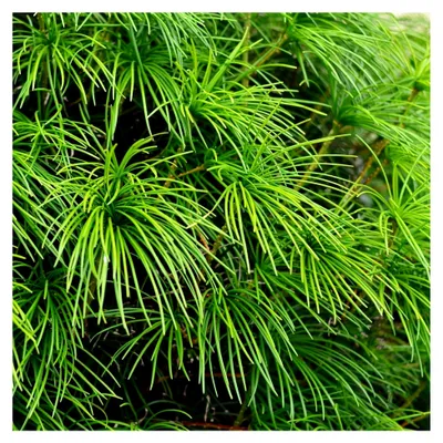 Produktbild von Japanische Schirmtanne Sonnentanne Sciadopitys verticillata Pflanze im Topf 20-30 cm