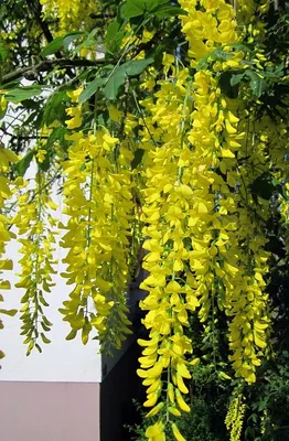Produktbild von Laburnum watereri 'Vossii'- Stämmchen , Goldregen,  Gesamthöhe: 170-180 cm, Stammhöhe: 125 cm