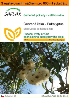 Obrázek produktu pro SAFLAX Garden in the bag - Červená řeka - Eukalyptus - Eucalyptus camaldulensis - 200 Semena - S pěstebním substrátem v praktickém samovztyčovacím sáčku