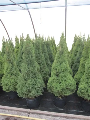 Produktbild von Picea glauca Conica - Zuckerhutfichte Conica - 80-100cm