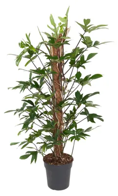Zdjęcie produktu dla Philodendron Pedatum - 110-120cm - Ø24cm - Roślina doniczkowa - Zimozielony