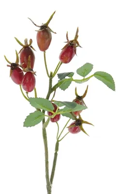 Produktbild von GASPER Hagebuttenzweig Orange-Rot mit grünem Laub 24 cm - Kunstblumen