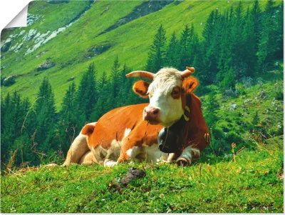 Produktbild von ARTland Poster Kuh auf der schweizer Alm Größe: 60x45 cm