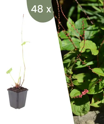 Produktbild von Plants by Frank | 48 Kerzenknöterich 'Speciosa' Pflanzen | Persicaria Amplexicaulis 'Speciosa' | Stauden | Winterhart | Mehrjährig | Gartenpflanzen