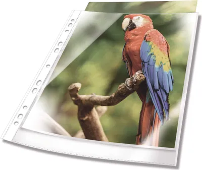Immagine prodotto di DURABLE Busta perforata PREMIUM A4 in PP extra lucido con bordo colorato busta 10 pezzi, 10 pezzi, Bianco, 265402