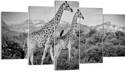 Produktbild von Bild auf Leinwand - Leinwandbild - 5 Teile - Giraffen Schwarzweiß Fotografie - 160x85cm - Wand Bild - Wanddeko - Wandbilder - Leinwanddruck - Bilder - Wanddekoration - Leinwand bilder - EA160x85-4441