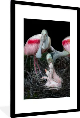 Produktbild von MuchoWow® MuchoWow® Gerahmtes Poster Vögel - Nest - Küken 60x90 cm - Poster mit zchwarzem Bilderrahmen - Dekoration - Wandposter Wohnzimmer - Hochwertig