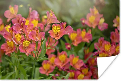 Produktbild von MuchoWow® Poster Rosa und orangefarbene Alstroemerias 120x80 cm - Bilder