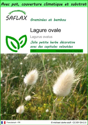 Image de SAFLAX Garden to go - Lagure ovale - 100 graines - Lagurus