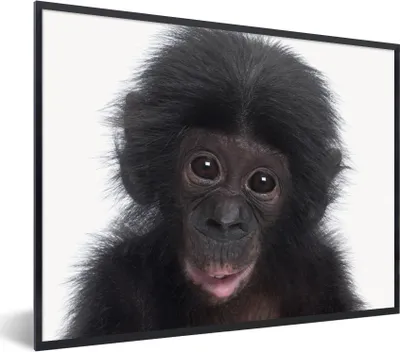 Produktbild von MuchoWow® Gerahmtes Poster Affe - Schimpanse - Porträt - Kinder - Jungen - Mädchen 80x60 cm - Poster mit Schwarzem Bilderrahmen Wandposter Rahmen Foto Bilder - Schwarzem - Mit Gestell