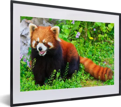 Produktbild von MuchoWow® MuchoWow® Gerahmtes Poster Roter Panda - Grün - Gras 40x30 cm - Poster mit zchwarzem Bilderrahmen - Bilderrahmen - Poster im Rahmen