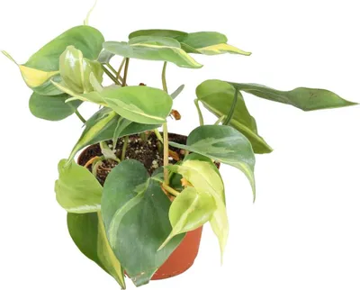 Zdjęcie produktu dla Filodendron pnący Climbing Philodendron scandens Brasil ok. 20 cm