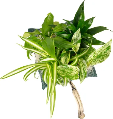Produktbild von Flowerwall Ersatz-Pflanztasche bepflanzt