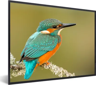 Produktbild von MuchoWow® Gerahmtes Poster Eisvogel - Tiere - Vogel 80x60 cm - Poster mit Schwarzem Bilderrahmen Wandposter Rahmen Foto Bilder - Schwarzem - Mit Gestell