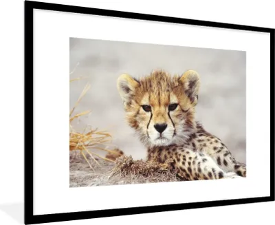 Produktbild von MuchoWow® MuchoWow® Gerahmtes Poster Gepard - Jung - Porträt 90x60 cm - Poster mit zchwarzem Bilderrahmen - Wanddekoration - Fotos