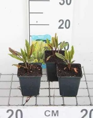 Zdjęcie produktu dla 6 x Rumex sanguineus - Bloodstain - doniczka 9 x 9 cm