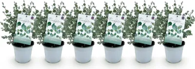 Zdjęcie produktu dla Drzewo eukaliptusowe Eucalyptus gunnii - 6 sztuk - mrozoodporne - roslina