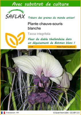 Image de SAFLAX  - Plante chauve-souris blanche - 10 graines - Avec substrat - Tacca