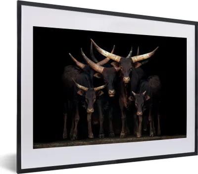 Produktbild von MuchoWow® MuchoWow® Gerahmtes Poster Kühe - Watussi - Schwarz 40x30 cm - Poster mit zchwarzem Bilderrahmen - Bilderrahmen - Poster im Rahmen