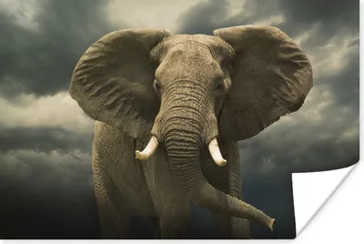 Produktbild von MuchoWow® Poster Afrikanischer Elefant gegen die dunklen Wolken 30x20 cm - Plakate - Print