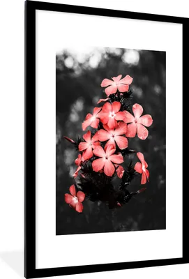 Produktbild von MuchoWow® MuchoWow® Gerahmtes Poster Blumen - Rosa - Farbe 60x90 cm - Poster mit zchwarzem Bilderrahmen - Dekoration - Wandposter Wohnzimmer - Hochwertig