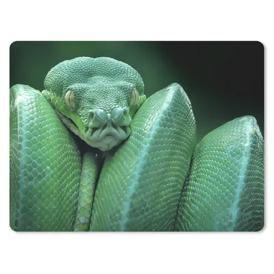 Produktbild von MuchoWow® Mauspad Mousepad Grüne Schlange 23x19 cm - Mousepads - Maus Mat - Pad - Mausunterlage - Schreibtischunterlage - Mauspad
