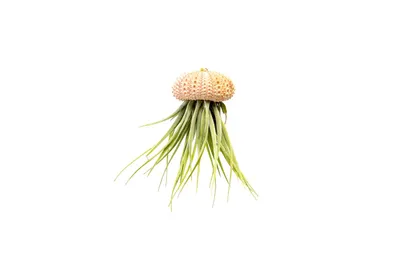 Obrázok produktu pre Gardnerova Medúza ROSE s Tillandsií Kathy