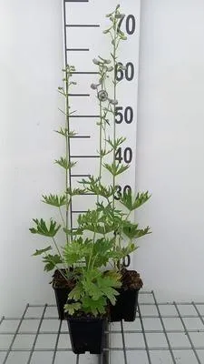 Immagine prodotto di 6 x Delphinium (b) 'Cliveden Beauty' - Delphinium - Vaso 9 x 9 cm