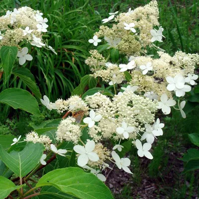 Immagine prodotto di 2 x  ortensia  - Hydrangea paniculata 'Praecox'  | 40-50 cm in vaso