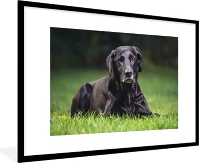 Produktbild von MuchoWow® Gerahmtes Poster Ein schwarzer Labrador im Gras 90x60 cm - Poster mit Schwarzem Bilderrahmen Wandposter Rahmen Foto Bilder - Wanddekoration - Fotos