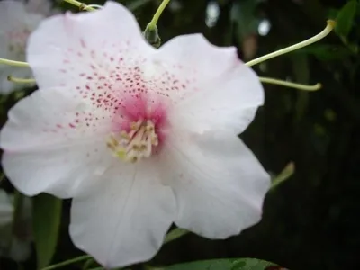 Produktbild von Wild Rhododendron / Alpenrose - Rhododendron irroratum 30-40cm